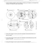 30 Cell Cycle Worksheet Answers Education Template