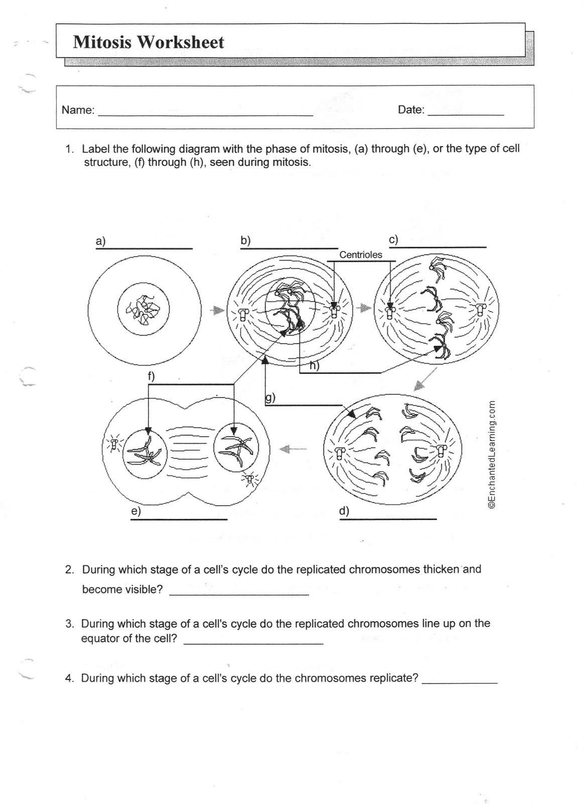 30 Cell Cycle Worksheet Answers Education Template