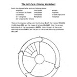 30 Cell Cycle Worksheet Answers Education Template