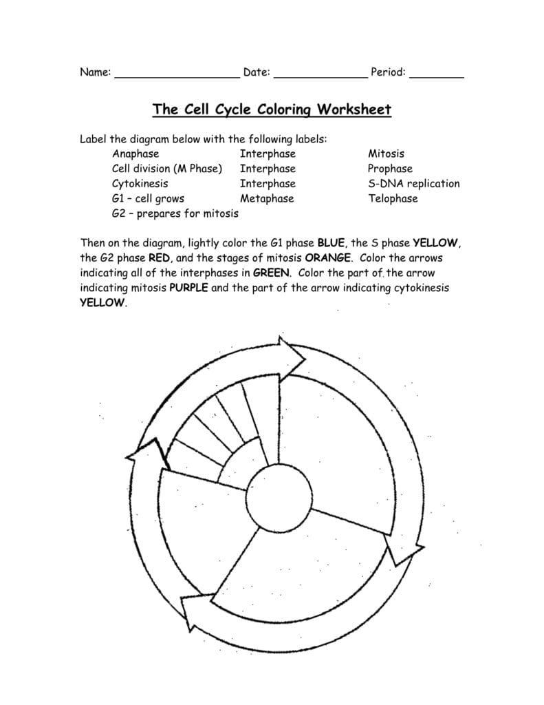 30 Cell Cycle Worksheet Answers Education Template